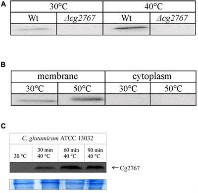 Functional Genomics Uncovers Pleiotropic Role of Rhomboids in Corynebacterium glutamicum